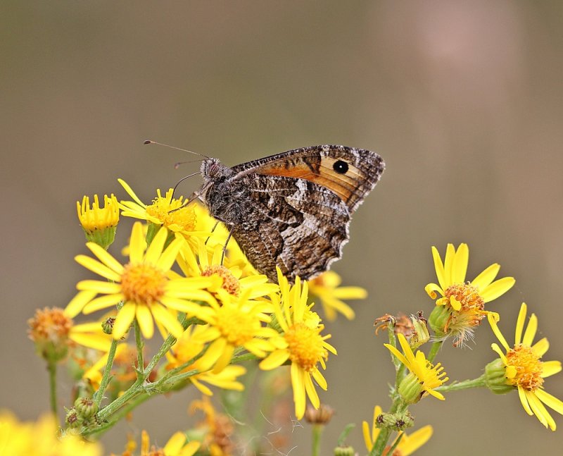 Heivlinder / Grayling