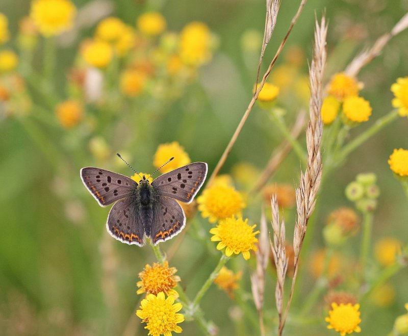 Bruine Vuurvlinder / Sooty Copper
