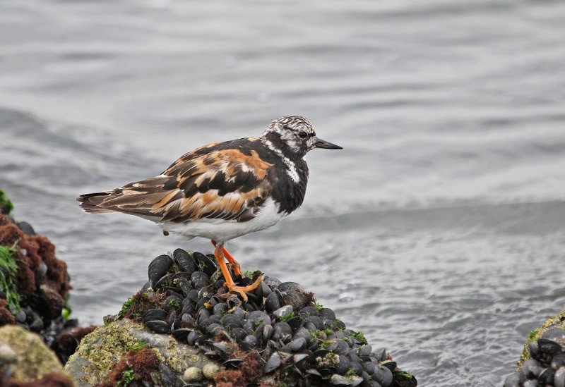 Steenloper / Ruddy Turnstone