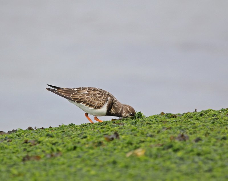 Steenloper / Ruddy Turnstone