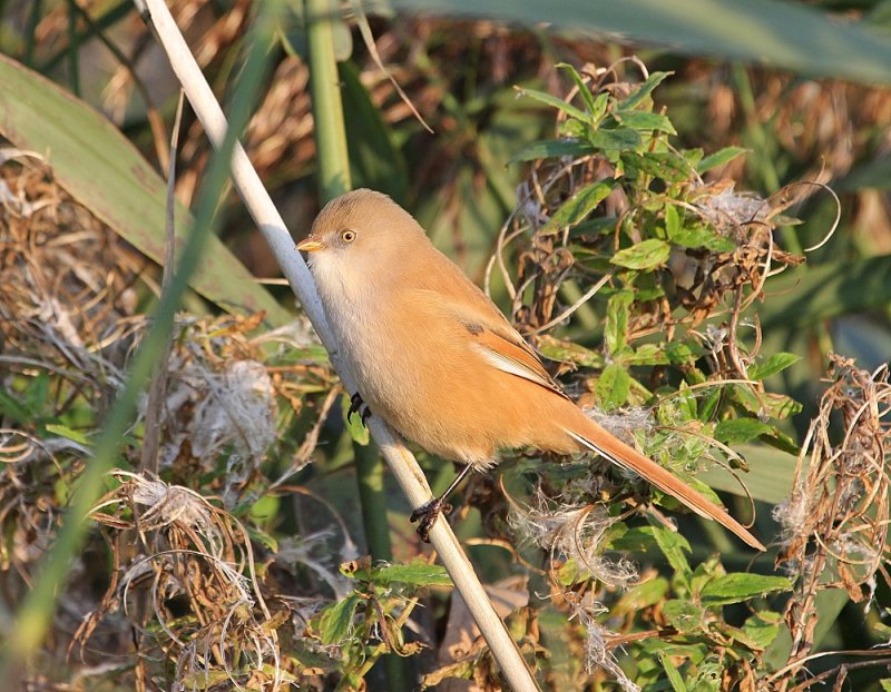 Baardmannetje / Bearded Tit