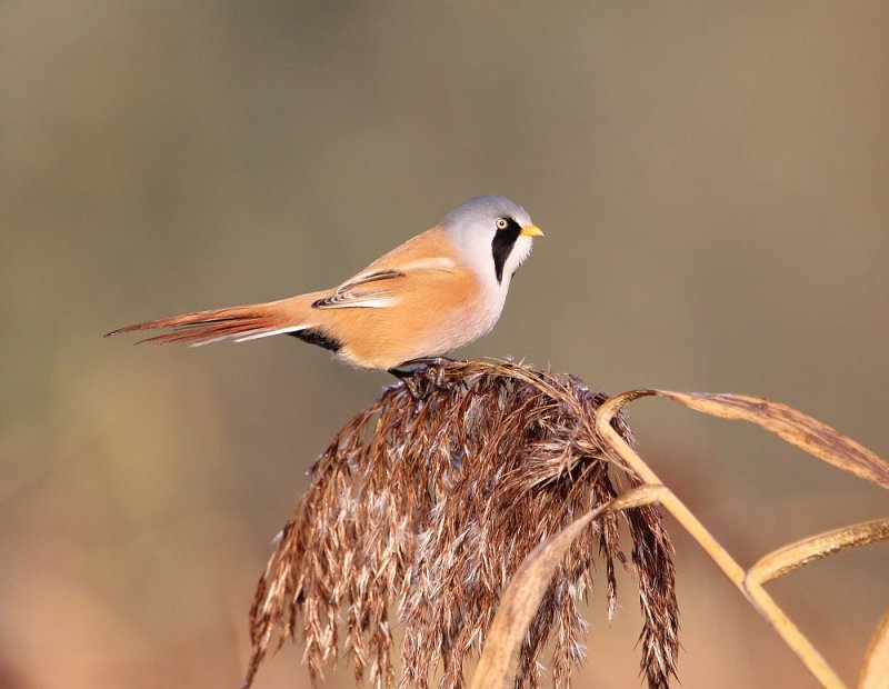 Baardmannetje / Bearded Tit