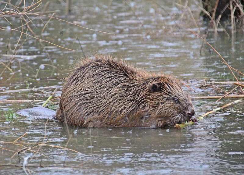 Europese Bever / European Beaver