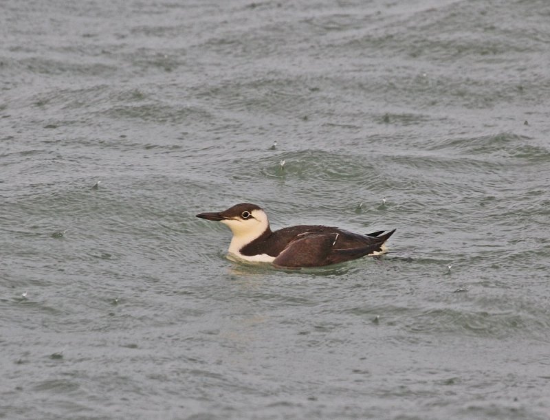 Zeekoet / Common Guillemot
