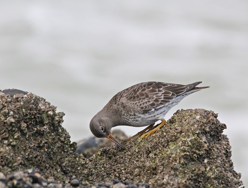 Paarse Strandloper / Purple Sandpiper