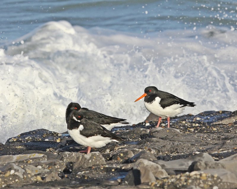 Scholekster / Common Oystercatcher