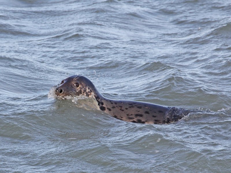 Grijze Zeehond / Grey Seal