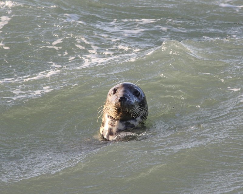 Grijze Zeehond / Grey Seal