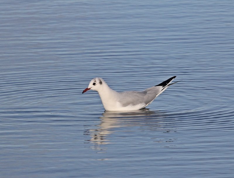 Kokmeeuw / Black-headed Gull
