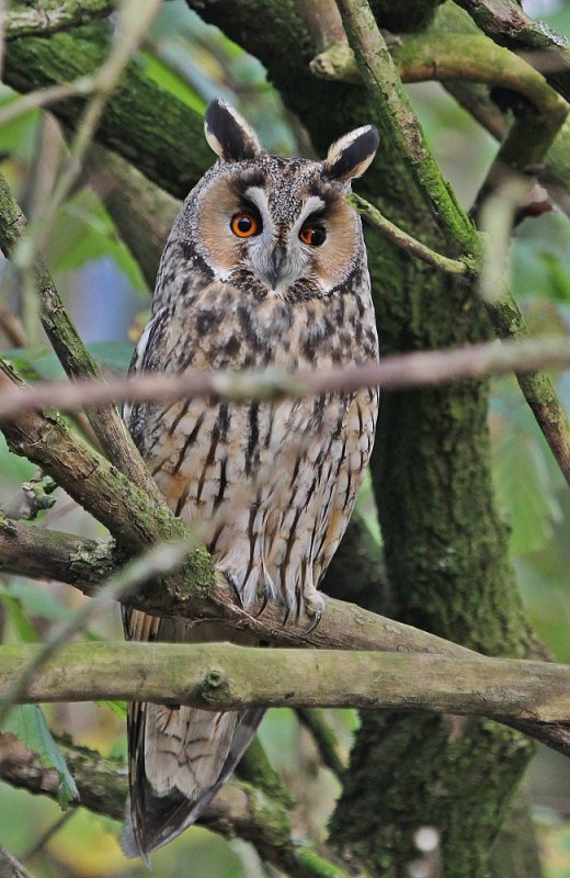 Ransuil / Long-eared Owl