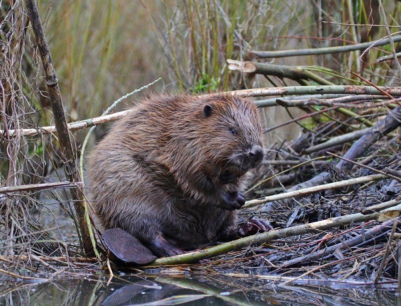 Europese Bever / European Beaver