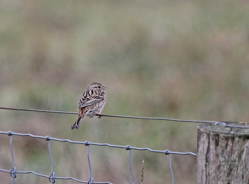 Witkopgors / Pine Bunting