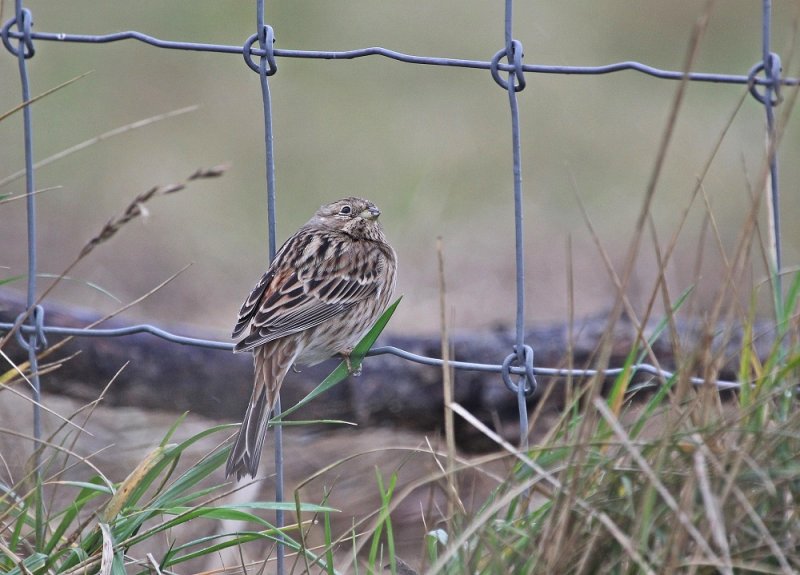 Witkopgors / Pine Bunting