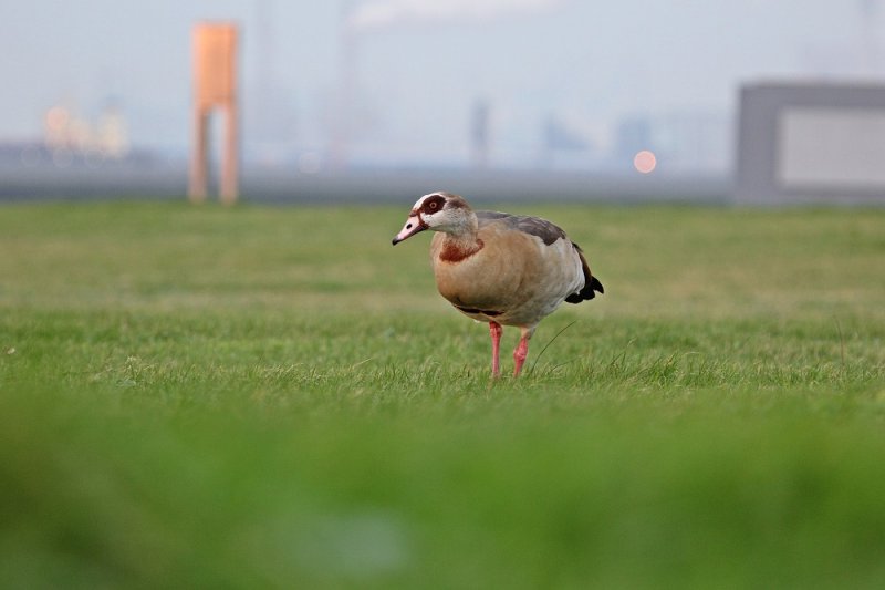 Nijlgans / Egyptian Goose