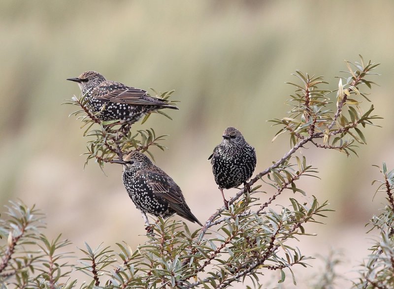 Spreeuw / Common Starling