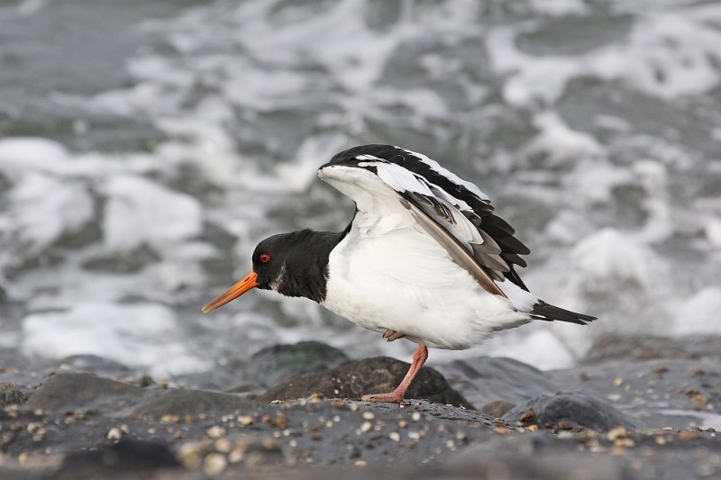 Scholekster / Common Oystercatcher
