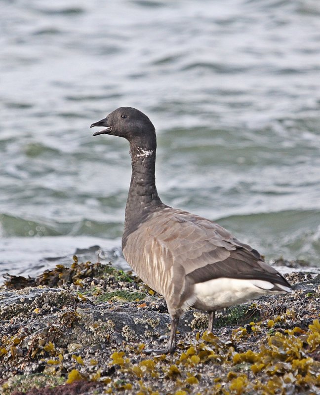 Rotgans / Brent Goose