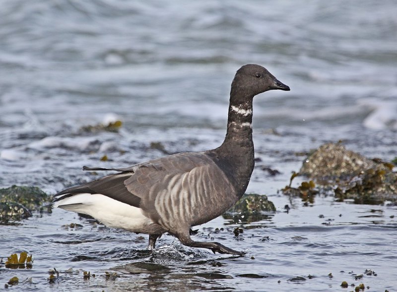 Rotgans / Brent Goose