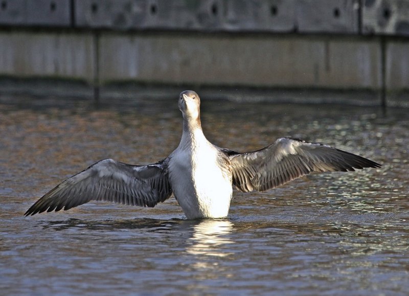 IJsduiker / Great Northern Diver