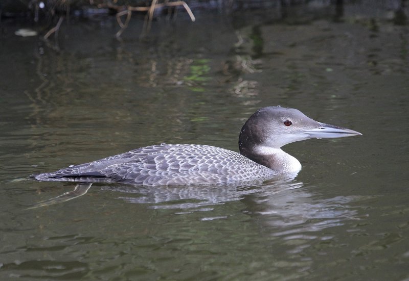IJsduiker / Great Northern Dive