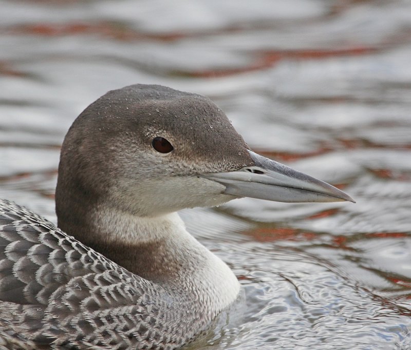 IJsduiker / Great Northern Dive