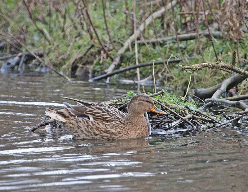 Wilde Eend / Mallard