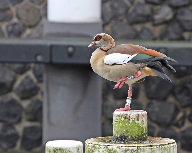 Nijlgans / Egyptian Goose