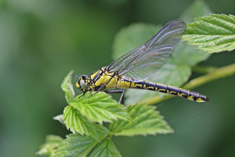 Beekrombout / Club-tailed Dragonfly