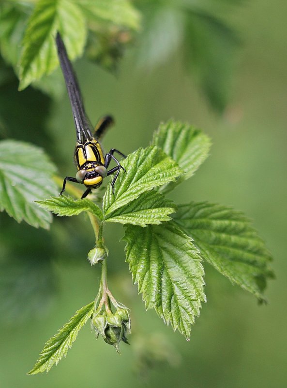 Beekrombout / Club-tailed Dragonfly