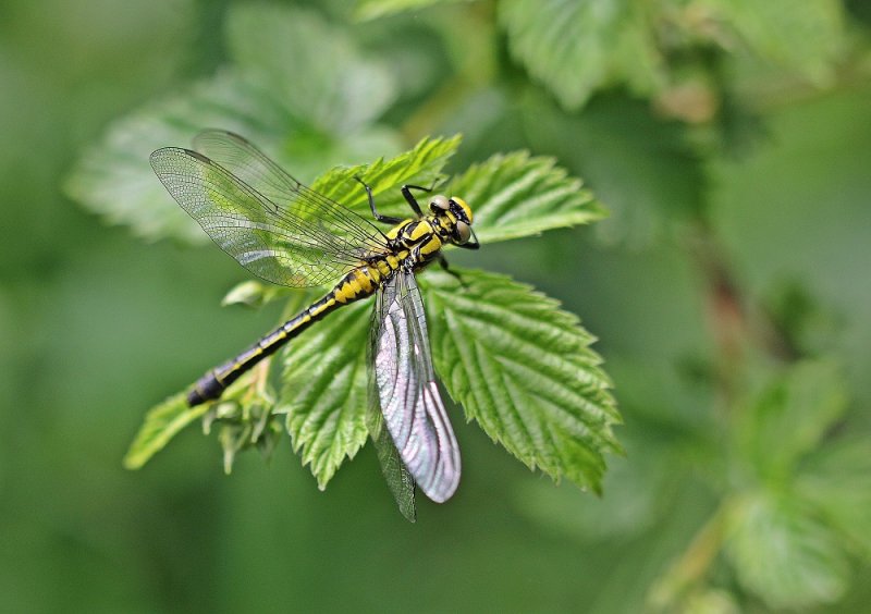 Beekrombout / Club-tailed Dragonfly