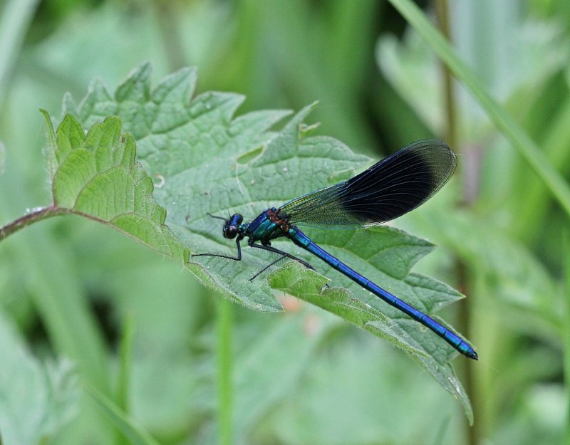 Weidebeekjuffer / Banded Demoiselle