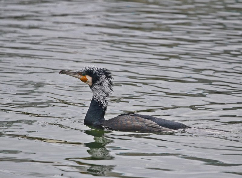 Aalscholver / Great Cormorant