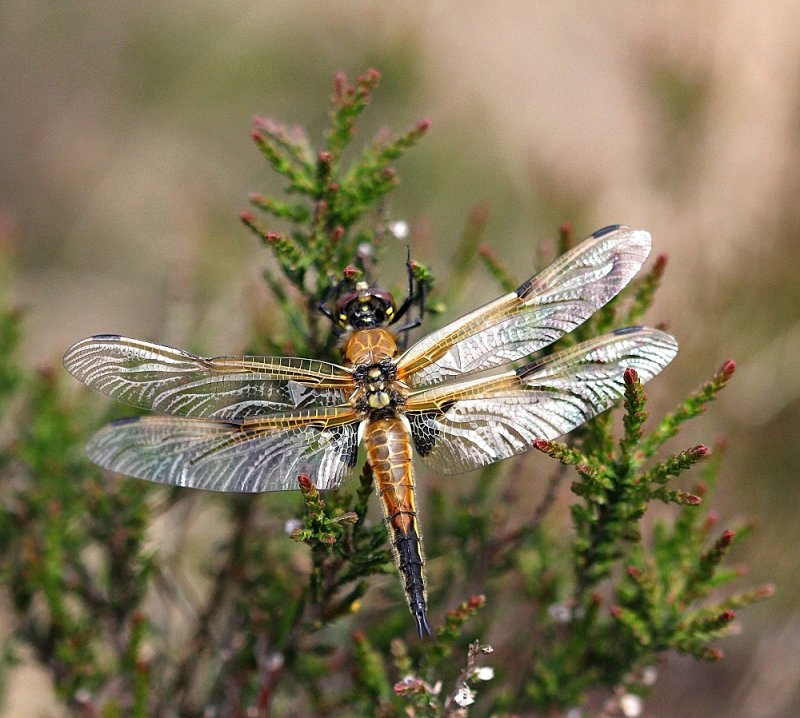 Viervlek / Four-Spotted Chaser