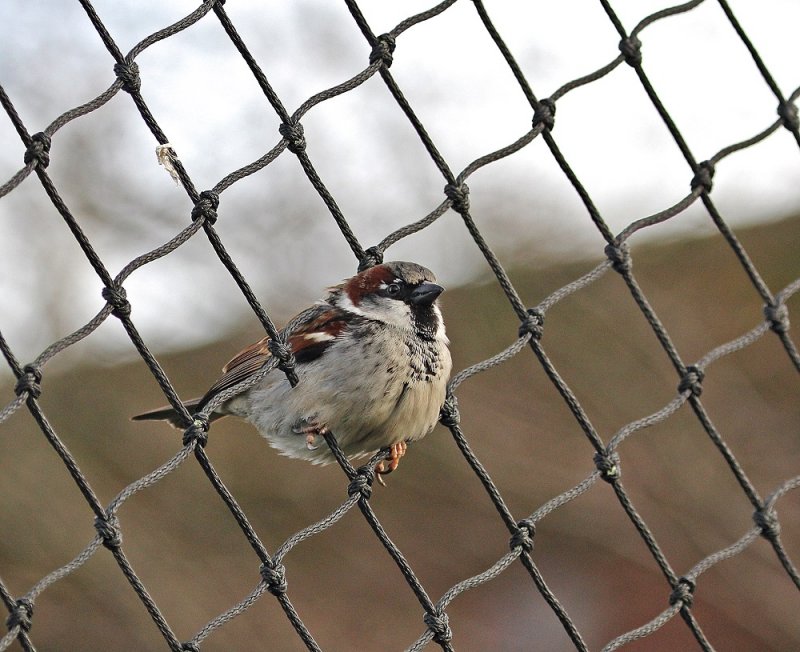Huismus / House Sparrow
