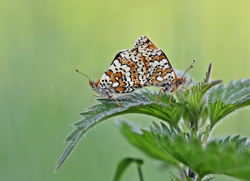 Veldparelmoervlinder / Glanville Fritillary