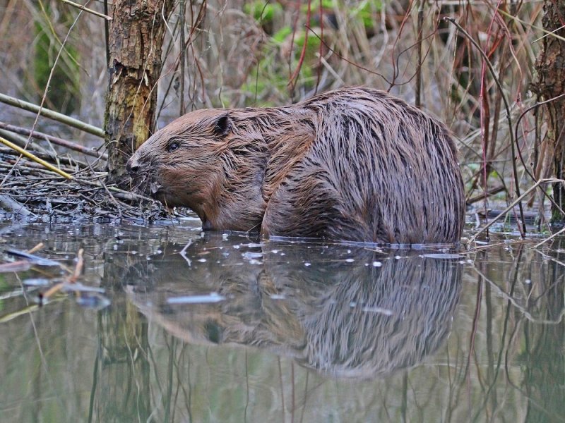 Europese Bever / European Beaver