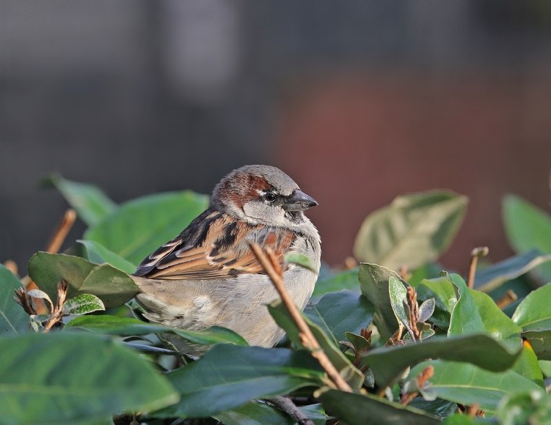 Huismus / House Sparrow