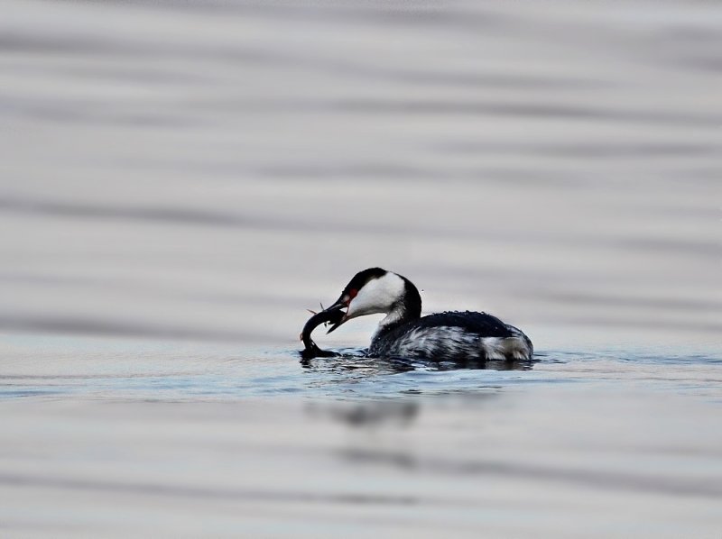 Kuifduiker / Slavonian Grebe