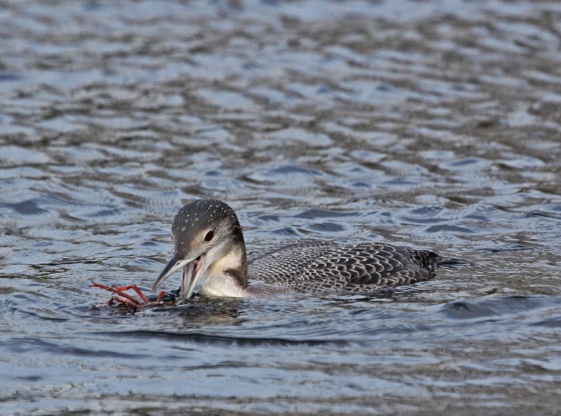 IJsduiker / Great Northern Diver