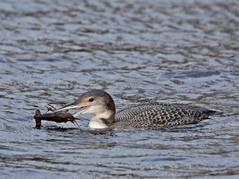 IJsduiker / Great Northern Diver