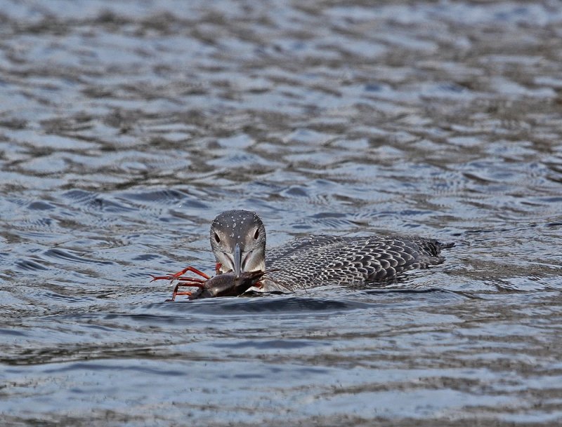 IJsduiker / Great Northern Diver