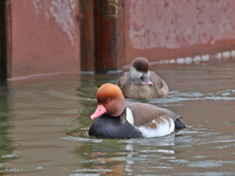 Krooneend / Red-crested Pochard