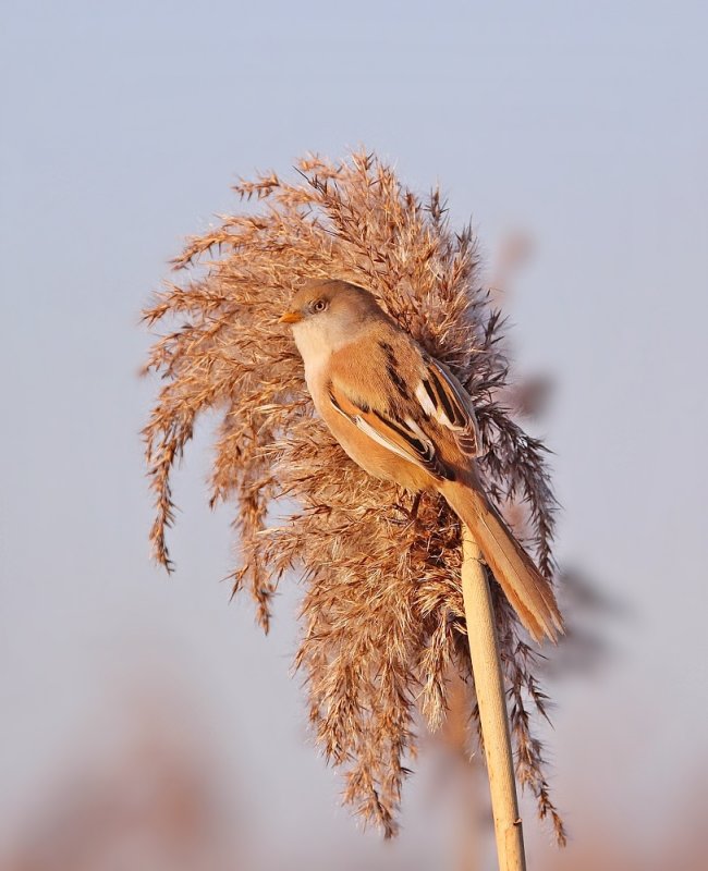 Baardmannetje / Bearded Tit