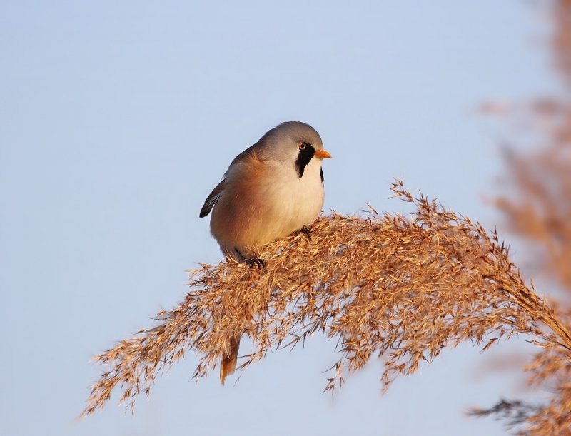 Baardmannetje / Bearded Tit