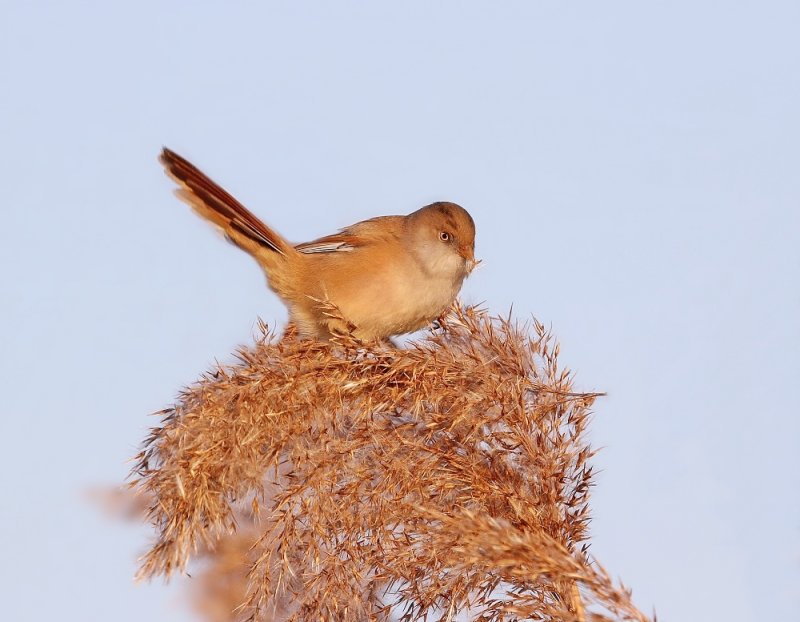 Baardmannetje / Bearded Tit