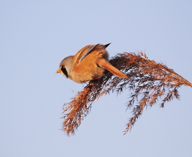 Baardmannetje / Bearded Tit