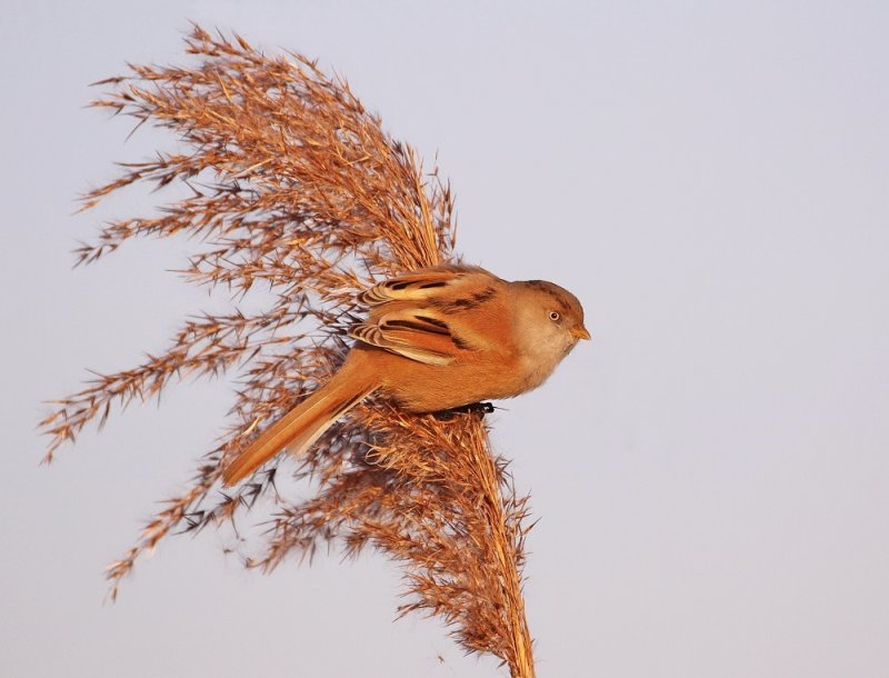 Baardmannetje / Bearded Tit
