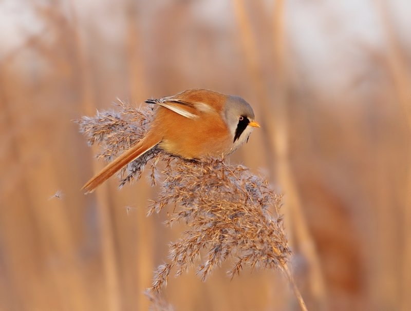 Baardmannetje / Bearded Tit