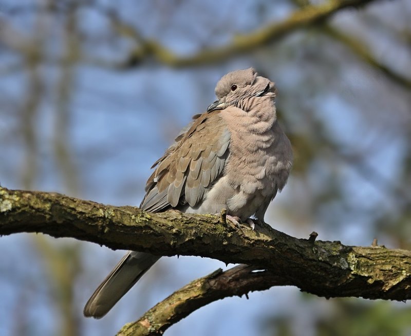 Turkse Tortel / Collared Dove