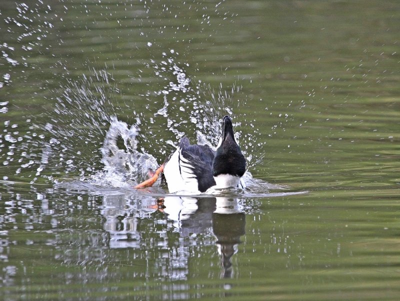 Brilduiker / Common Goldeneye